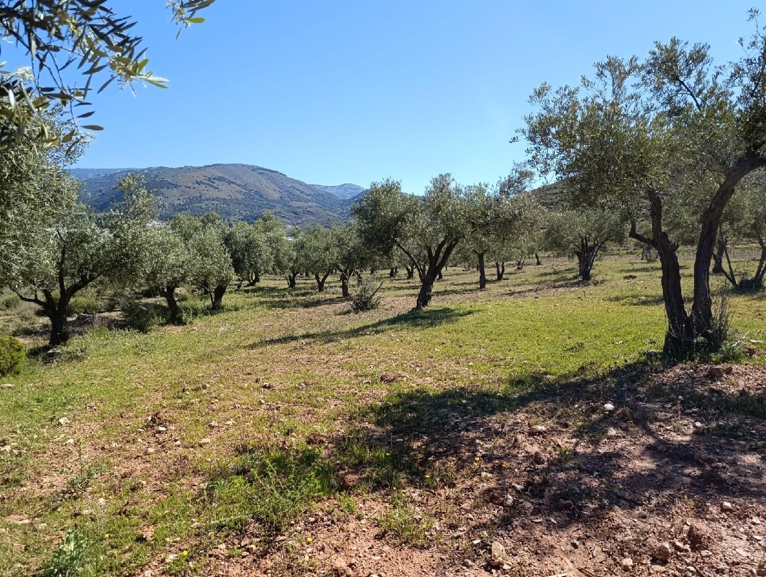  kaufen Grundstück Láujar De Andarax Alpujarra Almeriense 3