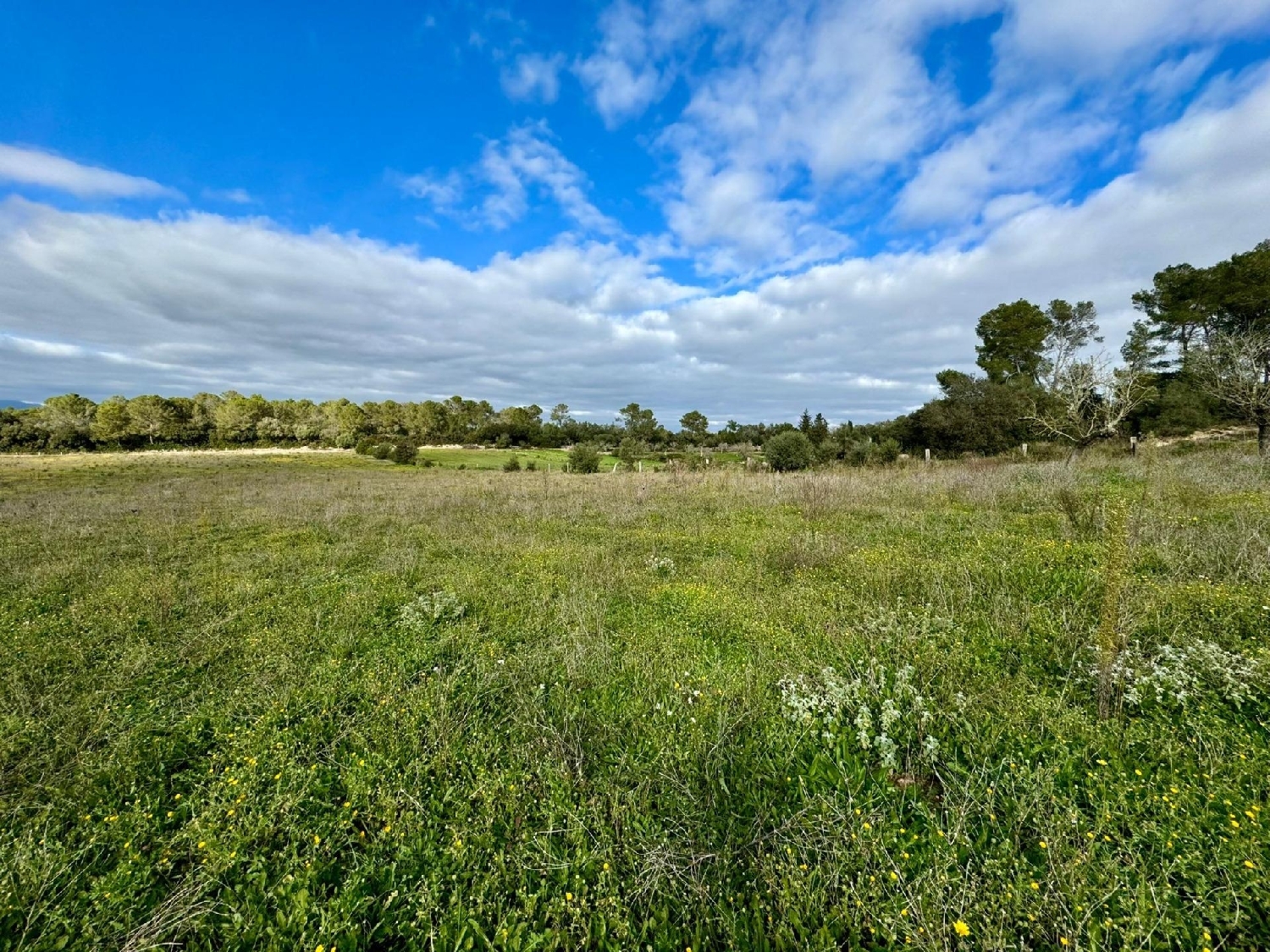  for sale plot Lloret De Vistalegre Pla (Es) 6