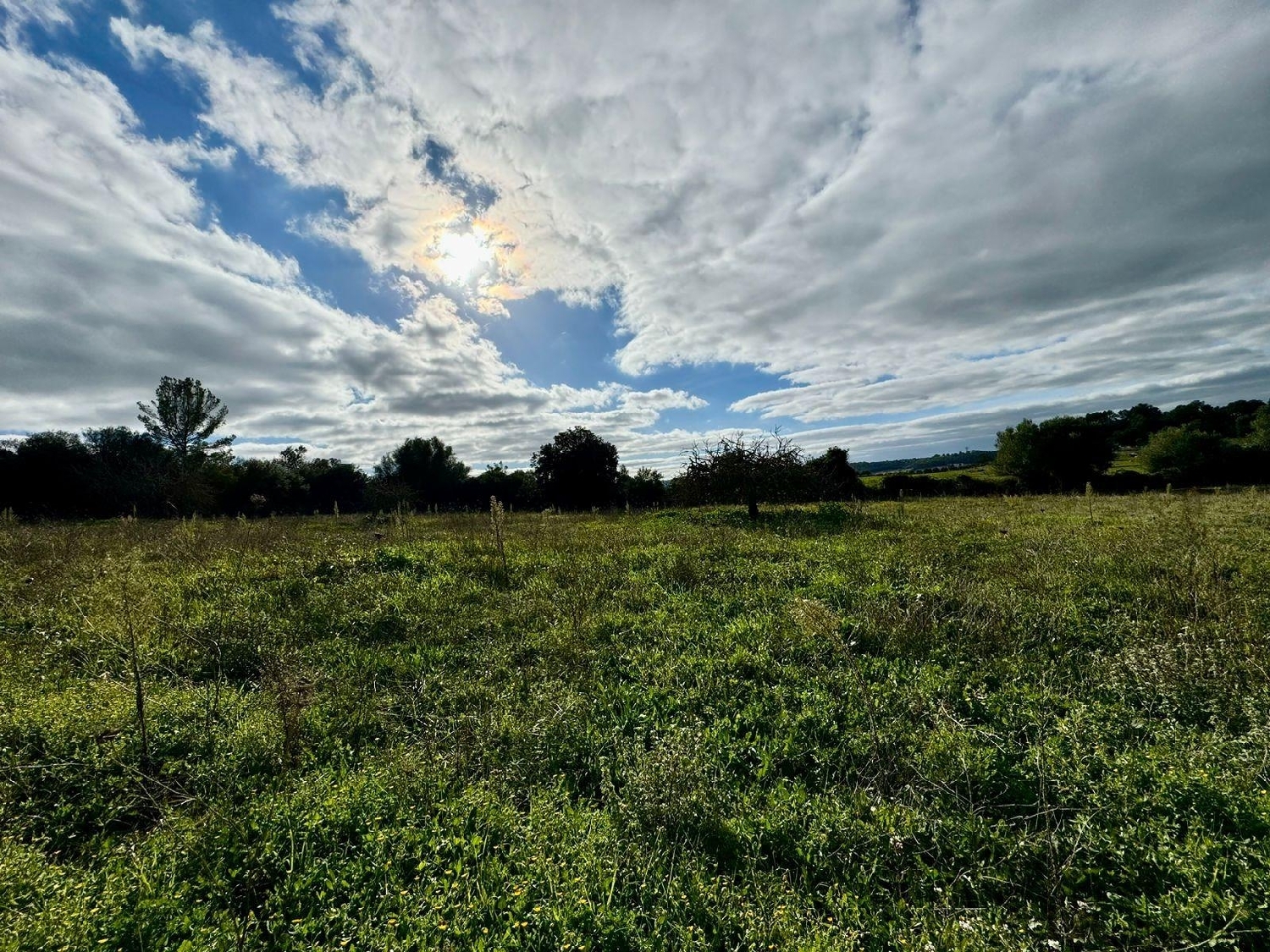  for sale plot Lloret De Vistalegre Pla (Es) 7