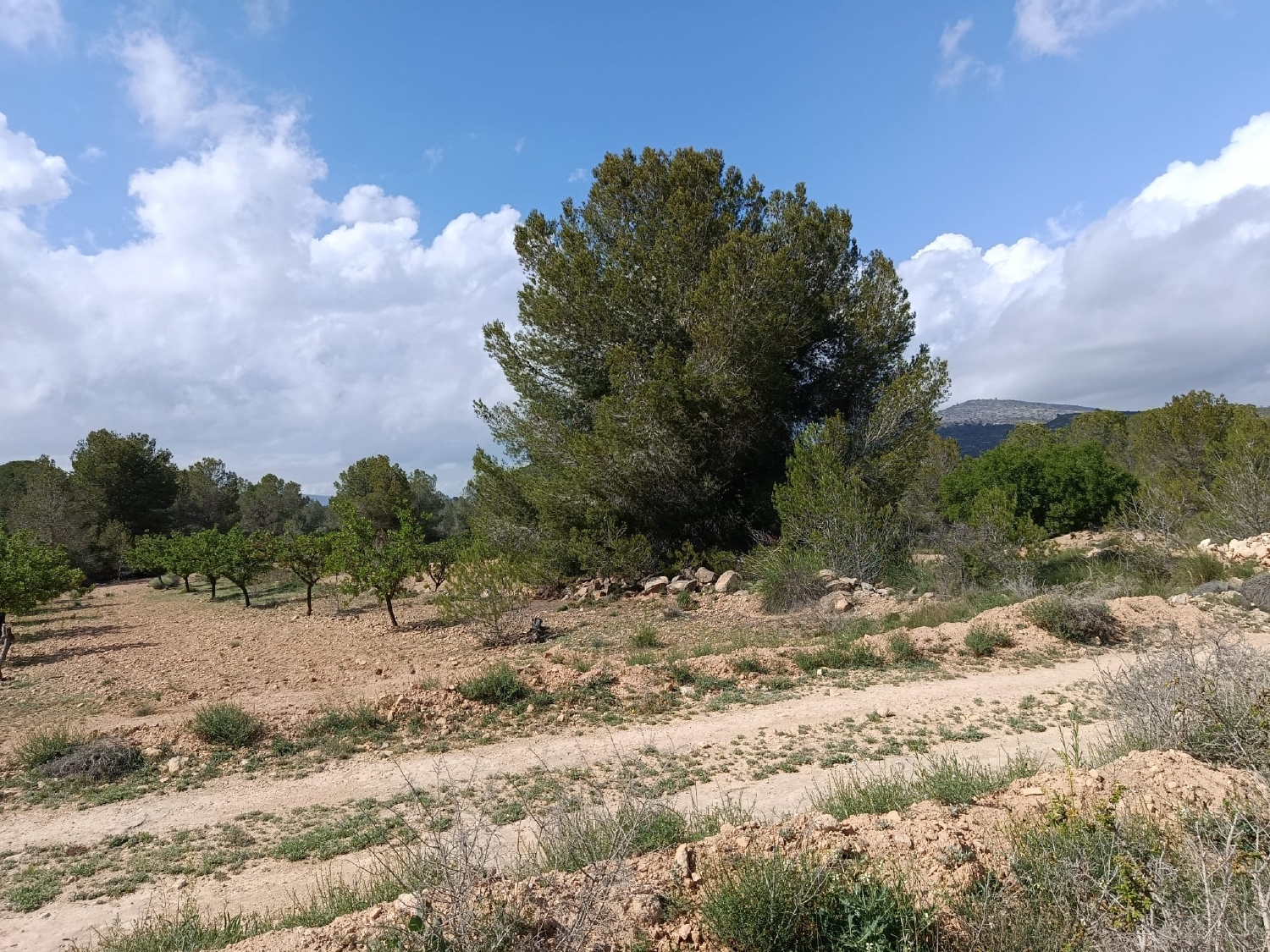  en venta terreno Monóvar Vinalopó Mitjà 4