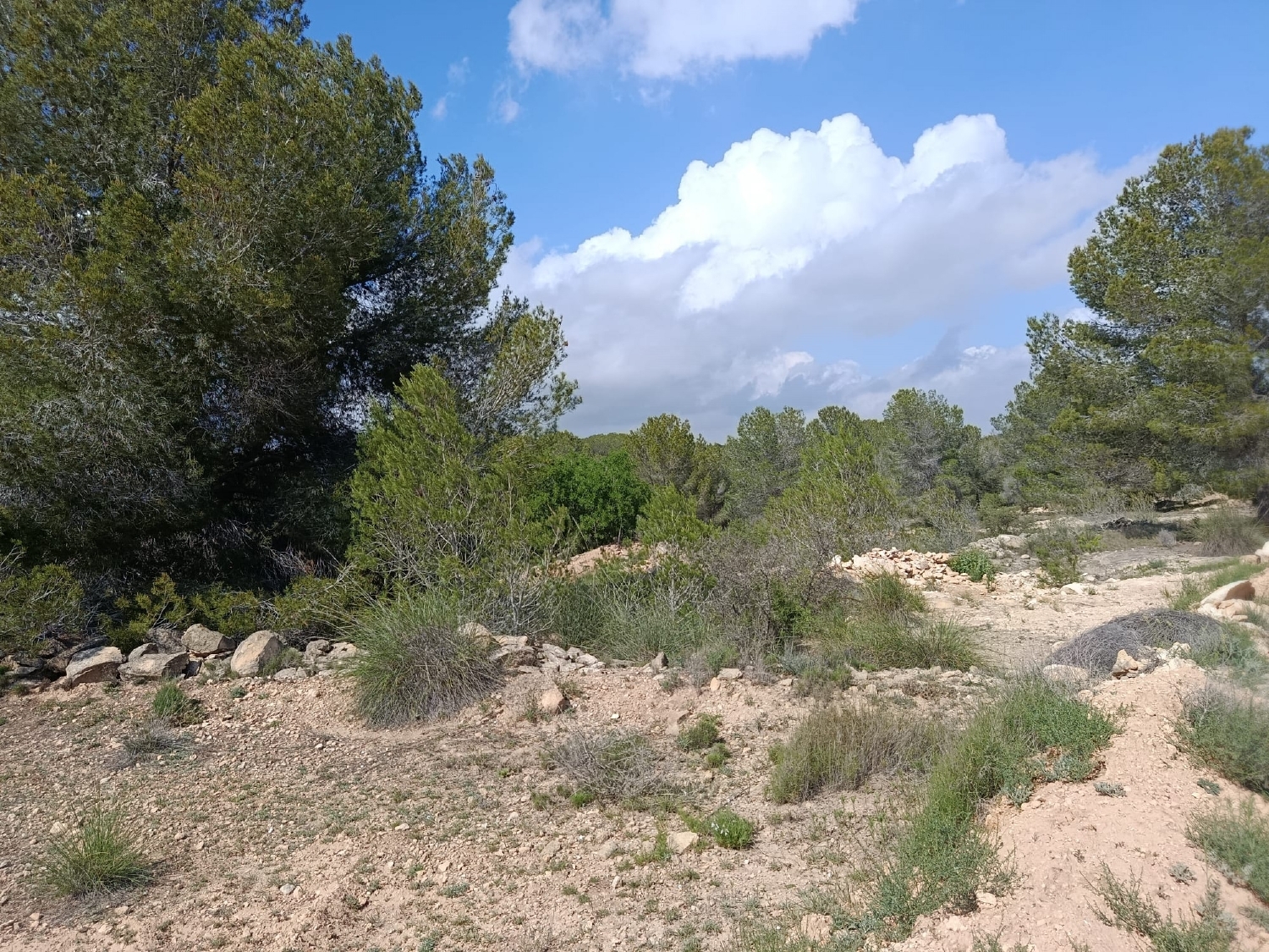 en venta terreno Monóvar Vinalopó Mitjà 3