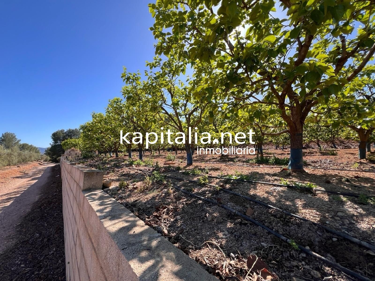  à vendre terrain Sellent Ribera Alta 5