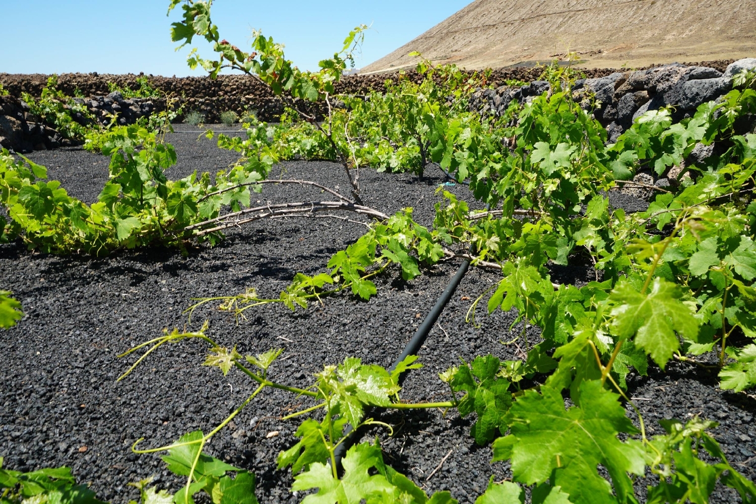  for sale plot Tinajo Lanzarote 2