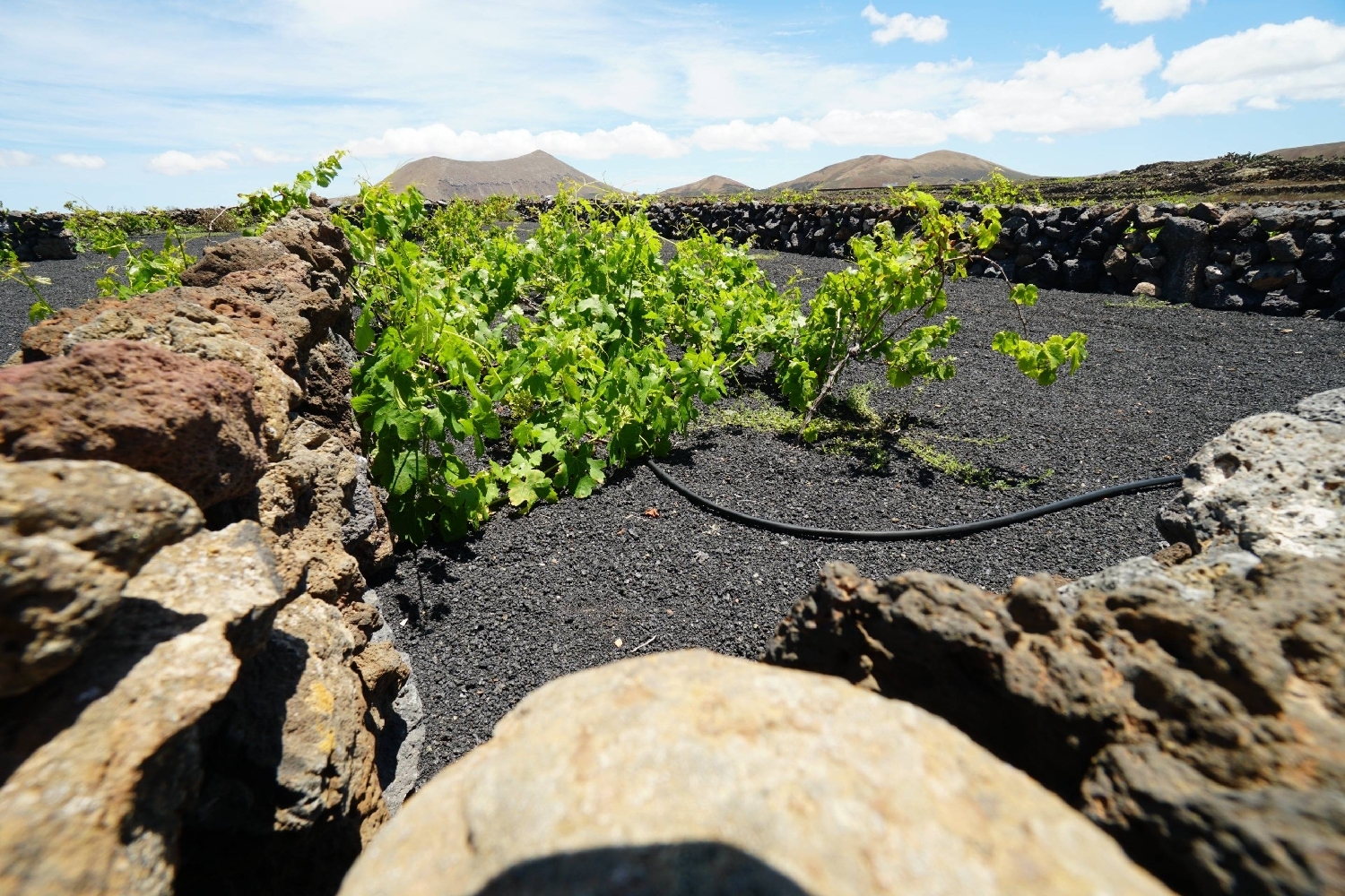  for sale plot Tinajo Lanzarote 6