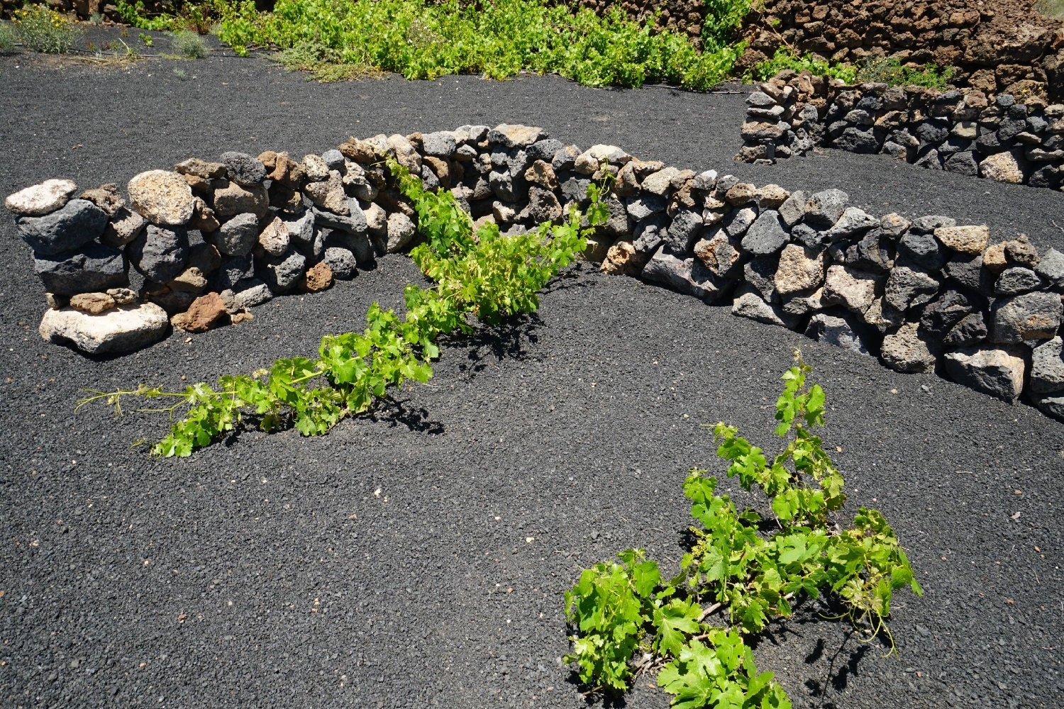  for sale plot Tinajo Lanzarote 3