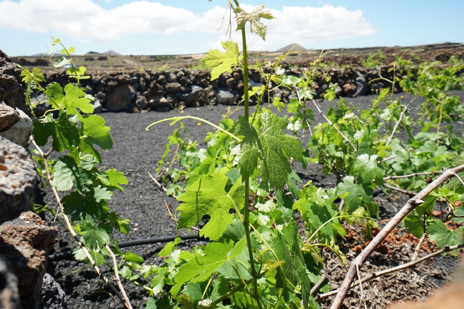  for sale plot Tinajo Lanzarote 5