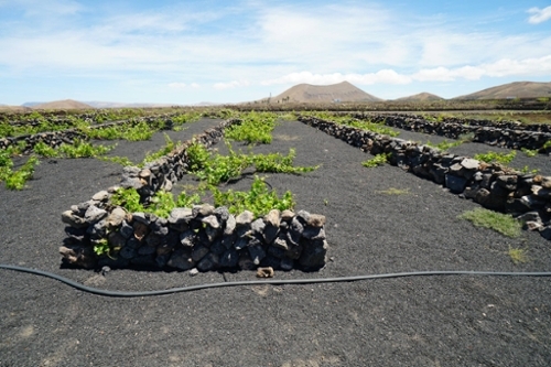 Tinajo Lanzarote plot foto 6381349