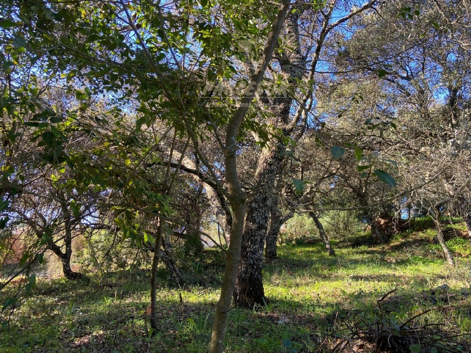  te koop perceel Villafranca De Córdoba Alto Guadalquivir 4