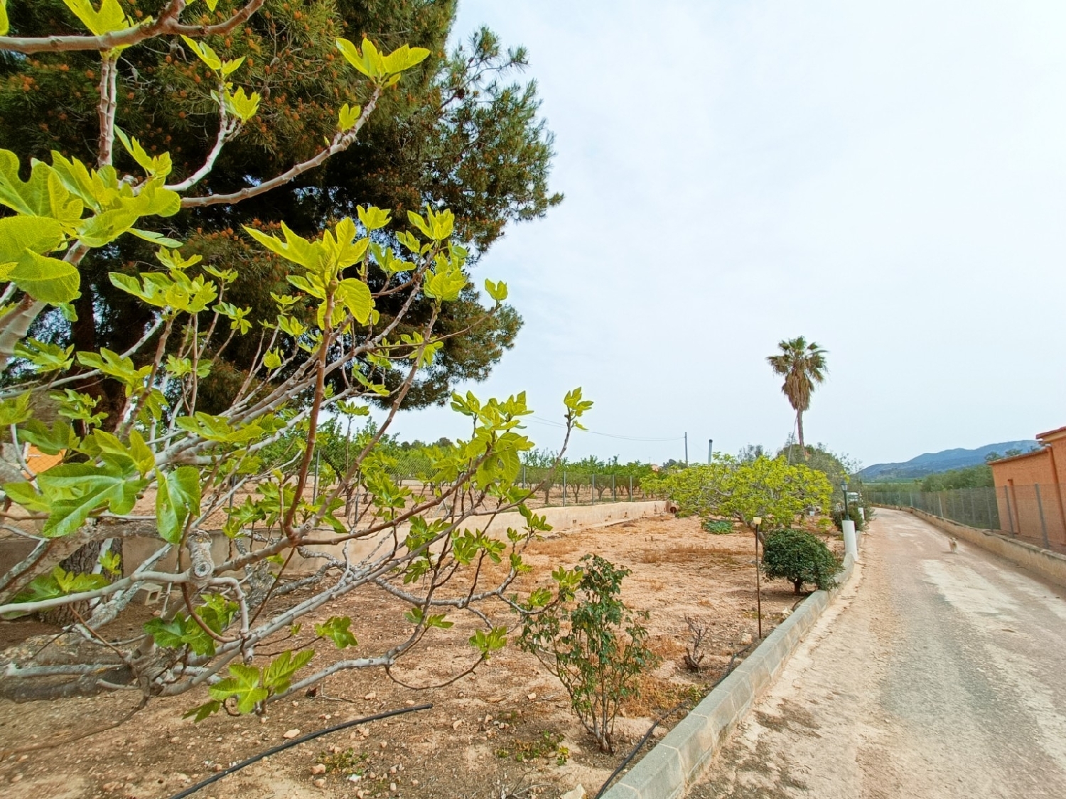  till salu villa Hondón De Los Frailes Vinalopó Mitjà 7