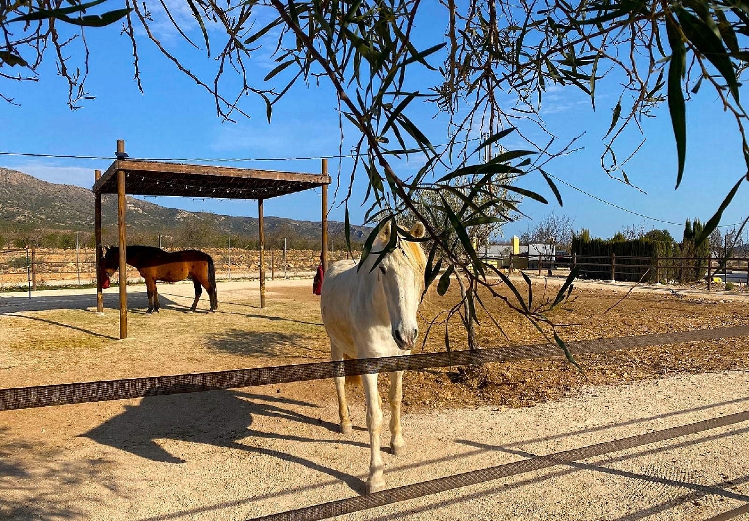 te koop villa Pinoso Vinalopó Mitjà 3