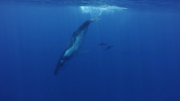 Moorea, Spinner dolphins swimming with humpback whale in the ocean, French Polynesia