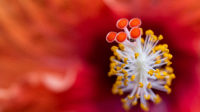 Macrophotography of a red hibiscus stamens and pistil