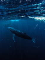 Bora Bora, two Humpback whales swimming in the ocean