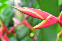 Heliconia chartacea, Pink balisier, tropical flower of Tahiti