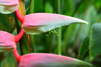 Heliconia chartacea, tropical flower, Tahiti