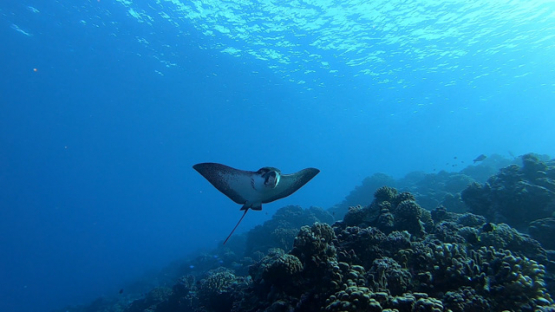 New Caledonia, single spotted eagle ray swimming along the reef