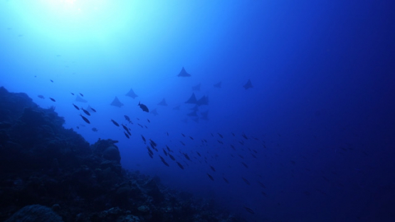 New Caledonia, group of spotted eagle rays swimming along the reef