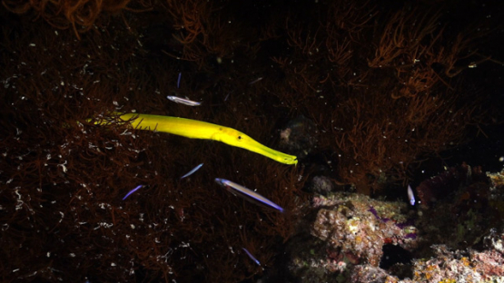 New Caledonia, yellow trompet fishe at night, Aulostomus chinensis