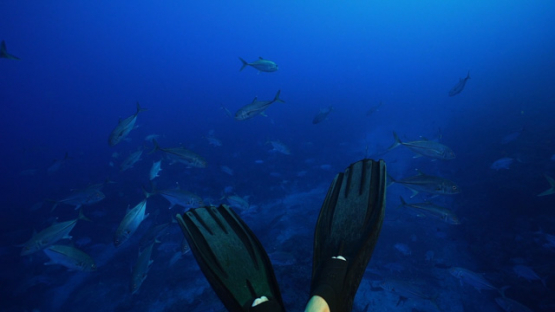 New Caledonia, Scuba diver relaxing and slow motion of big eyes trevally in the blue
