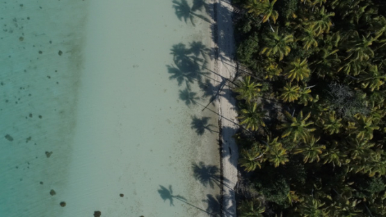 Aerial drone view of the atoll Tetiaroa, above the coconut trees and lagoon, 4K UHD