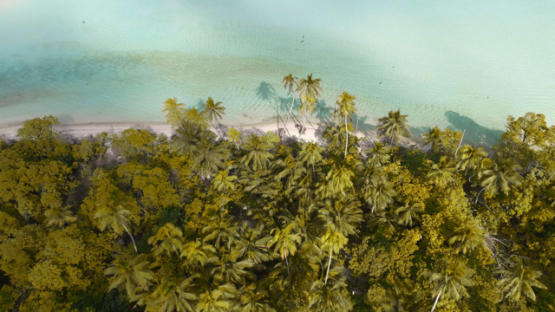 Aerial drone view of the atoll Tetiaroa, shadows of coconut trees in the lagoon, 4K UHD