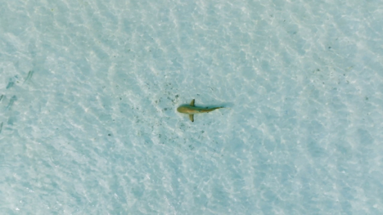 Aerial drone view of the atoll Tetiaroa, black tip lagoon shark, 4K UHD