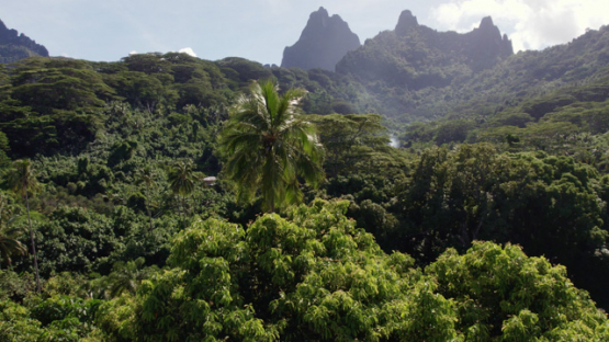 Aerial drone view of Moorea and mountains, 4K UHD