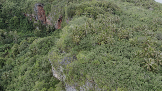 Rurutu, Aerial drone view above the cliff and vegetation, 4K UHD