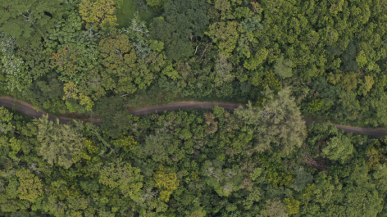 Pirae, View of the road in the forest of the Belvedere by drone, Tahiti