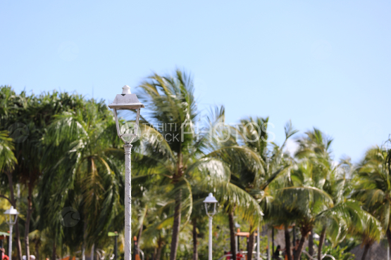 Street lamp in the parc of coconut trees, Paofai, Tahiti