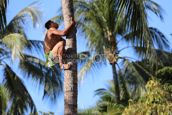 Tahiti, man with green pareoclimbing a coconut tree, Traditional Tuaro Maohi competition, Polynesia