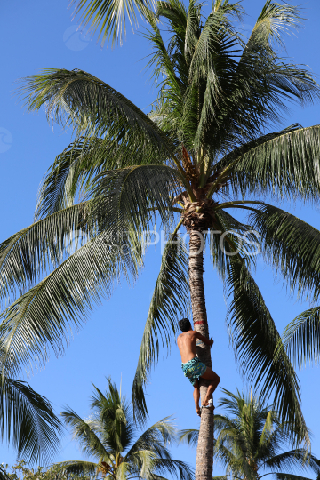 Tahiti, man with blue pareo climbing a coconut tree, Traditional Tuaro Maohi competition, Polynesia