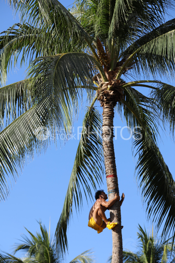 Tahiti, man with yellow pareo climbing a coconut tree, Traditional Tuaro Maohi competition, Polynesia