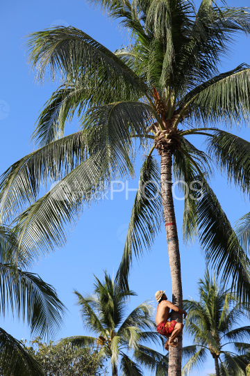 Tahiti, man with hat and red pareo, climbing a coconut tree, Traditional Tuaro Maohi competition, Polynesia