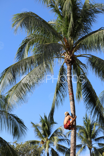 Tahiti, man withe hat, climbing a coconut tree, Traditional Tuaro Maohi competition, Polynesia