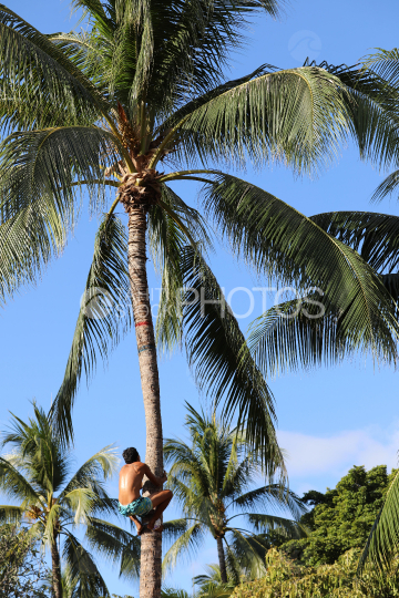 Tahiti, man climbing a coconut tree, Traditional Tuaro Maohi competition, Polynesia