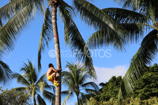 Tahiti, man climbing a coconut tree, Traditional Tuaro Maohi competition, Polynesia
