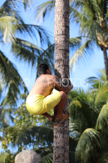 Man in yellow pareo, climbing a coconut tree, Heiva Tuaro Maohi, Tahiti