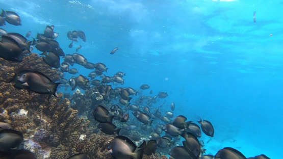 School of striated surgeonfish spawning along the coral reef, long version, slowmo
