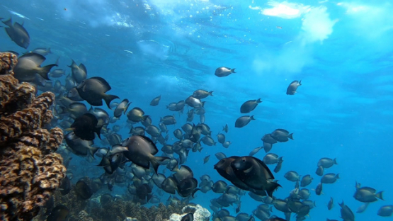 Striated surgeonfish spawning along the coral reef, slowmo, long version
