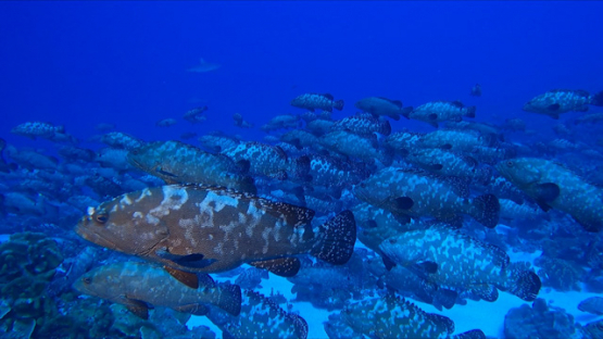 Marbled groupers in the pass, Fakarava
