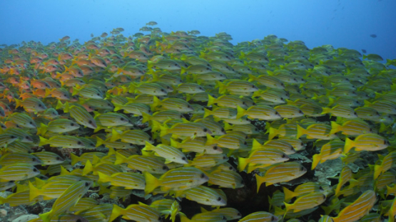 Blue lined yellow snappers schooling over the corals, 4K UHD