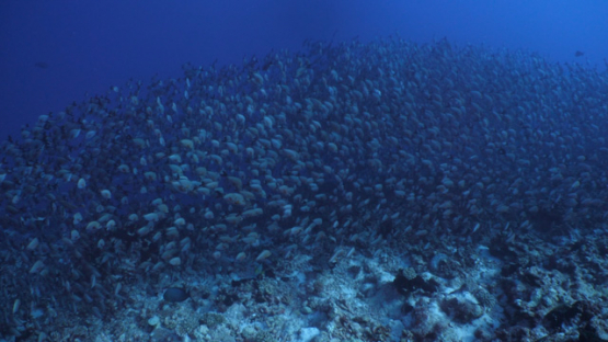 Red paddle tail snappers  schooling over the corals, 4K UHD