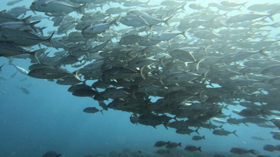 Huge School of big eyes Jackfishes over the coral reef, Slow Motion, UHD 4K 