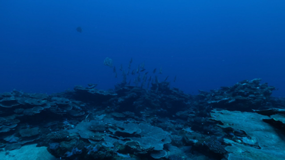 Batfish swimming over the coral reef, Platax orbicularis, slow motion, 4K UHD