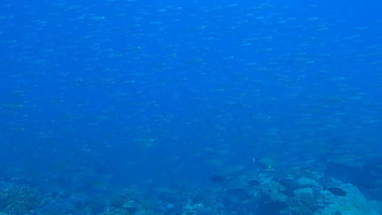 Selar crumenophtalmus, school of big eye scad over the coral reef, 4K UHD