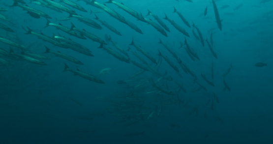 Indian Ocean, Barracudas schooling in the blue, UHD, 4K