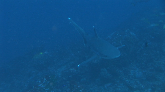 Silver tip shark, Carcharhinus albimarginatus, Tahuata, Marquesas islands, Polynesia