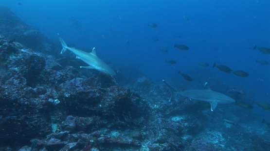 Silver tip shark, Tahuata cliff, Marquesas islands, Polynesia