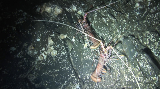 Lobster in the cave, Tahuata, Marquesas islands
